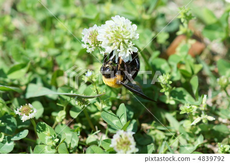 white clover, bee, japanese carpenter bee