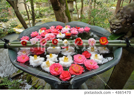 japanese camellia, stone wash basin found in japanese gardens