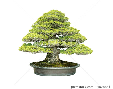 showa memorial park bonsai enzo gobo-pine - rui shoto 4878841