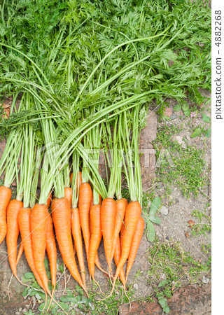 carrots, carrot, with greens
