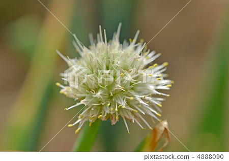 照片素材(图片): 开花洋葱头 绿葱花 洋葱花