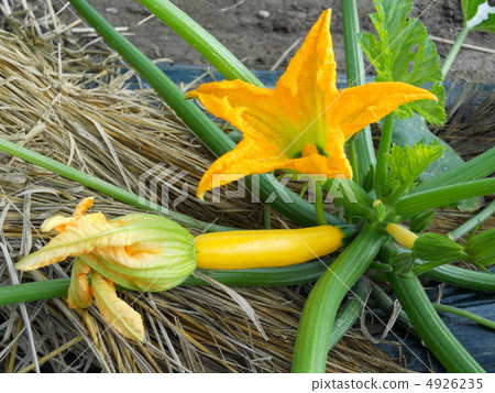 照片素材(图片 小胡瓜 绿皮西葫芦 夏令时蔬