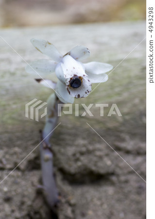 拟沙晶兰(蘑菇种类) 水晶兰 野草