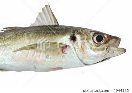 鯵(horse mackerel)