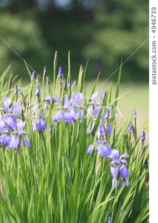 健康_美容 疾病 花粉过敏 照片 生锈的蝴蝶 首页 照片 健康_美容 疾病