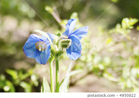 stock photo: himalayan"s poppy