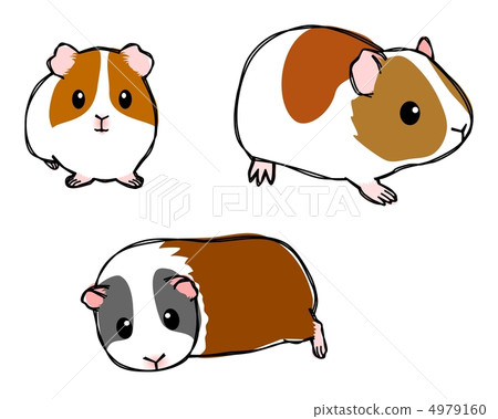 stock illustration guinea pig