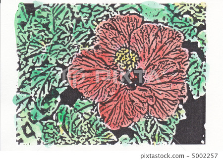 插图 槿 木刻版画 首页 插图 植物_花 槿 槿 木刻版画  pixta限定素材