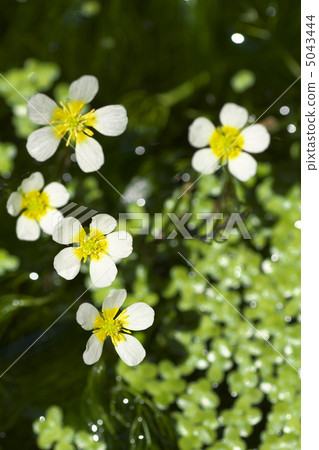 水毛茛 水生种茛 花