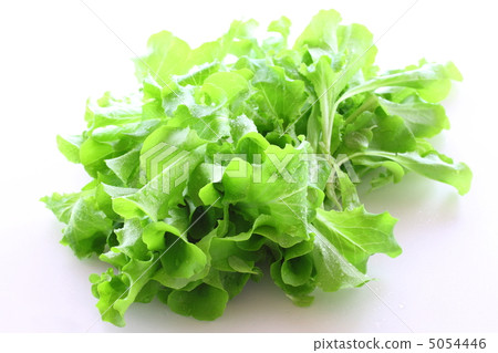 图库照片: 叶菜类 油麦菜 生菜图片