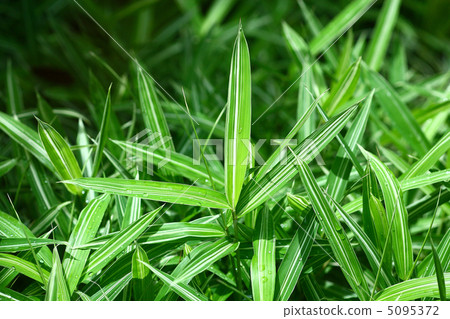 青草/树叶 竹草/竹叶 照片 芭蕉叶 禾本科 淡黄绿色 首页 照片 植物