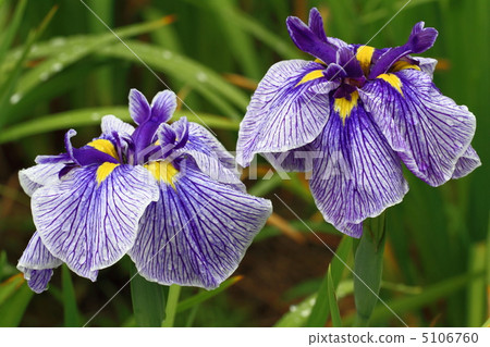 japanese iris