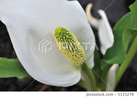 asian skunk cabbage, lysichiton camtschatcense, bloom