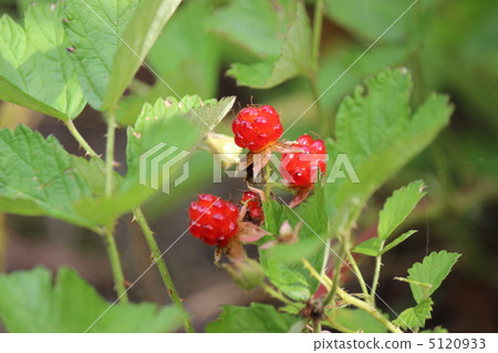 野草莓 草草莓 悬钩子介壳虫