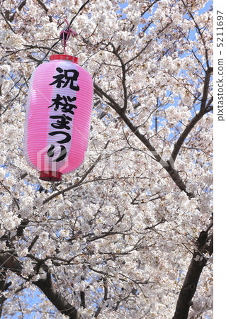 图库照片 樱花节灯笼