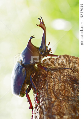 stock photo: beetle