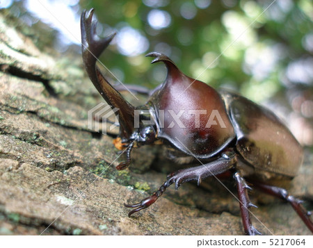 stock photo: beetle sticking to trees