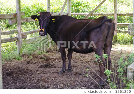 stock photo: black cattle, black cow, japanese beef