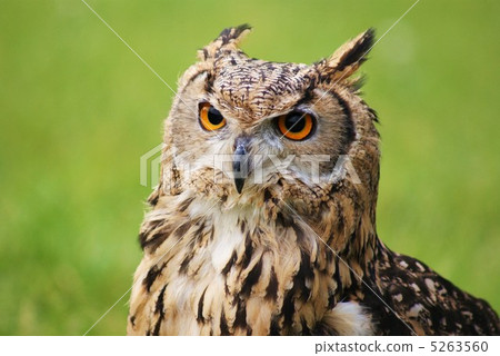 eurasian eagle owl, bengal eagle owl, horned owl