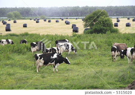 stock photo: ranch