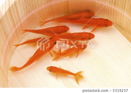 stock photo goldfish