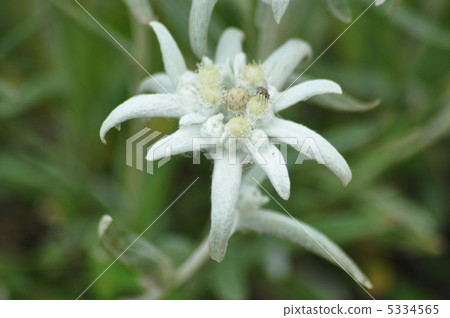 雪绒花 首页 照片 健康_美容 疾病 花粉过敏 雪绒花 *pixta限定素材仅