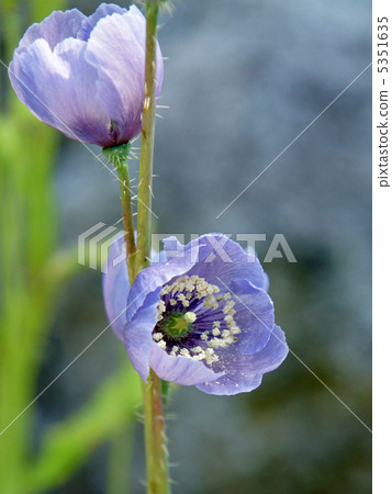 stock photo: himalayan"s poppy see all