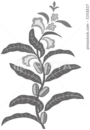 插图素材: 芝麻花例证灰色