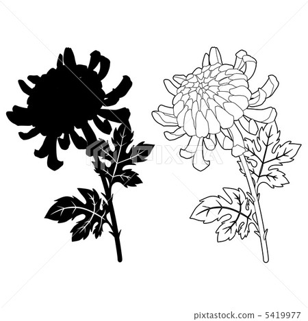 大菊花 菊花 单色