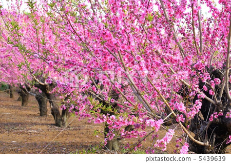 花朵 花 正在开花的桃树