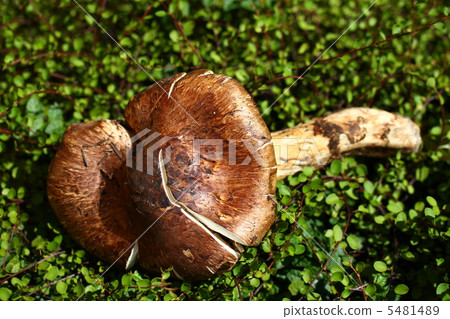 matsutake mushroom