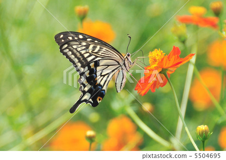 yellow cosmos, insect locust, lycaenidae