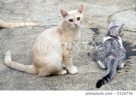 猫尾巴代表的感情 踩到猫了钢琴谱 猫尾巴语言