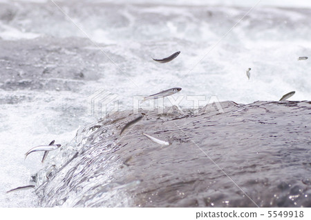 逆流而上 追溯 飞行