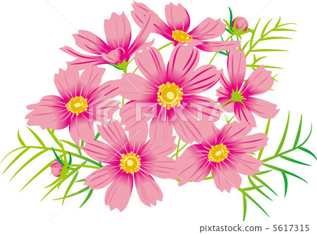 autumn cherry blossom, cosmos, pictorial