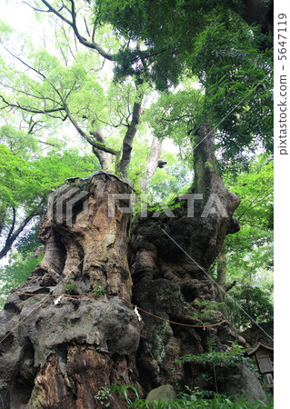 large camphor tree, camphor tree, ookusu