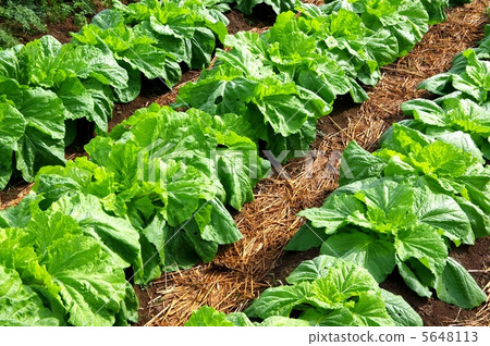 leafy greens, napa cabbage, leafy vegetables