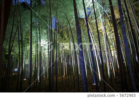 stock photo: bamboo grove in the night