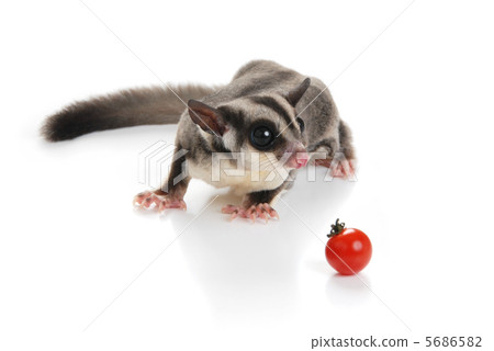 photo : japanese flying squirrel, sugar glider, one animal