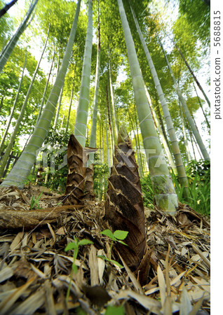 photo : bamboo shoots, machinists" bluing, bamboo thicket