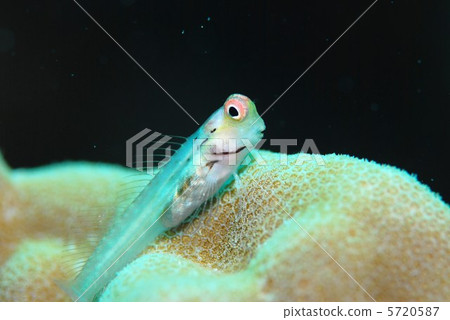 stock photo frog