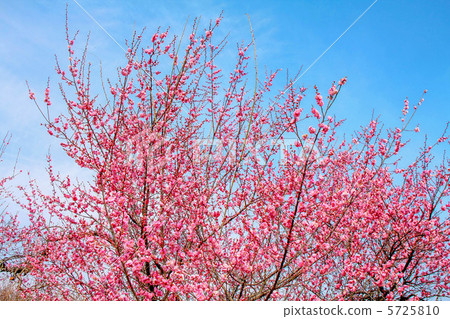 stock photo: plum tree