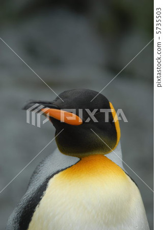 bird, emperor penguin, flying bird