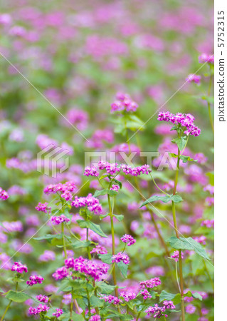 flowers, buckwheat flower, bloom