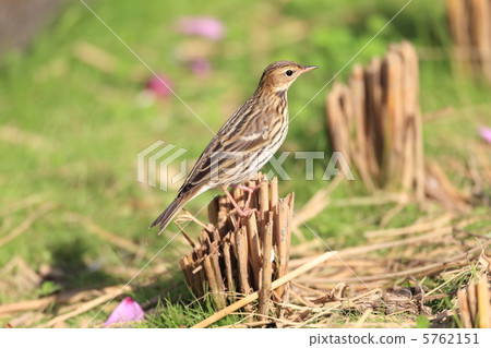 birdie, small bird, water pipit