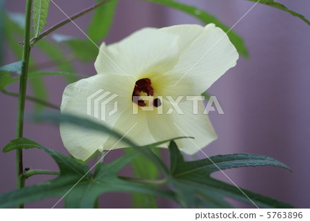 秋葵花 秋葵 可食用花