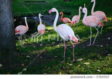 flamingo, flamingos, pink