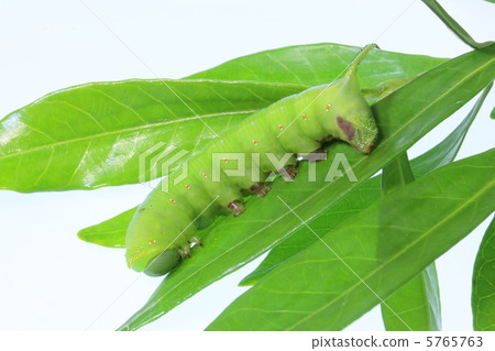 stock photo: caterpillar, hairless caterpillar, worm