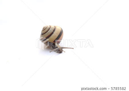 stock photo: snails