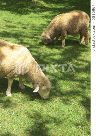 sheep, shepherd, sea life